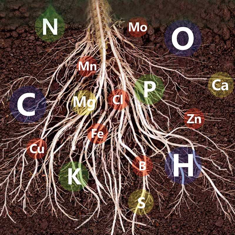 Solution Nutritive à Action Rapide pour Plantes