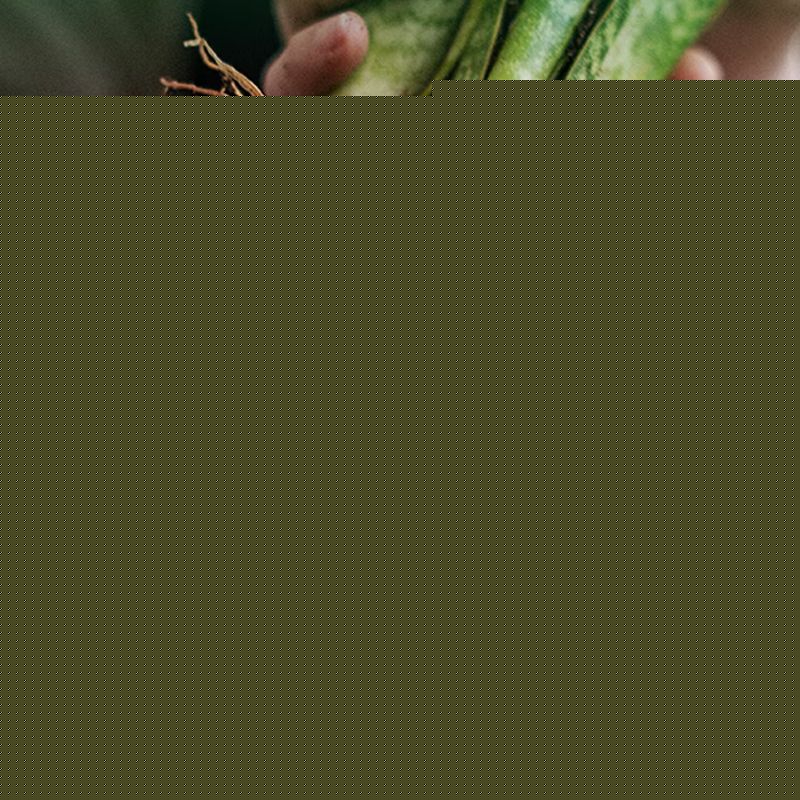 Solution Nutritive à Action Rapide pour Plantes