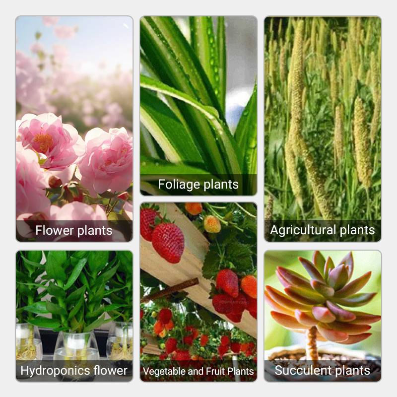 Solution Nutritive à Action Rapide pour Plantes
