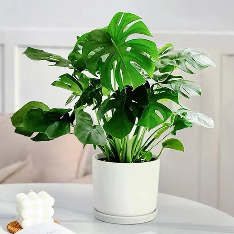 Solution Nutritive à Action Rapide pour Plantes